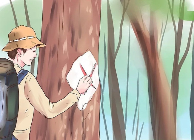 10 survival skills for lost forest goers Picture 6