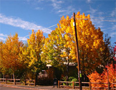 10 tips for taking beautiful photos with digital cameras Picture 4