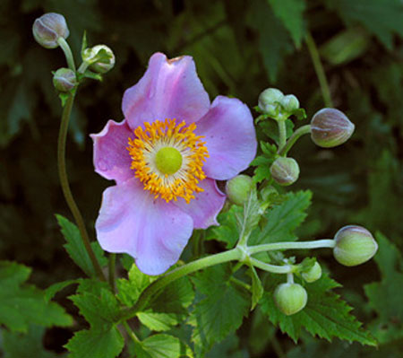 10 tips for taking beautiful photos with digital cameras Picture 6