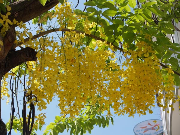 11 beautiful flowers contain deadly poisonous drama Picture 11