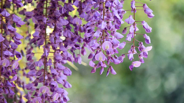 11 beautiful flowers contain deadly poisonous drama Picture 2