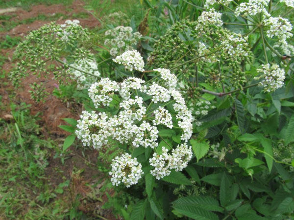 11 beautiful flowers contain deadly poisonous drama Picture 3