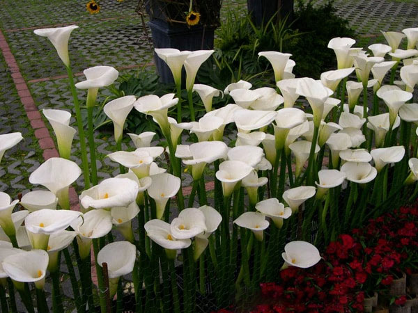 11 beautiful flowers contain deadly poisonous drama Picture 6