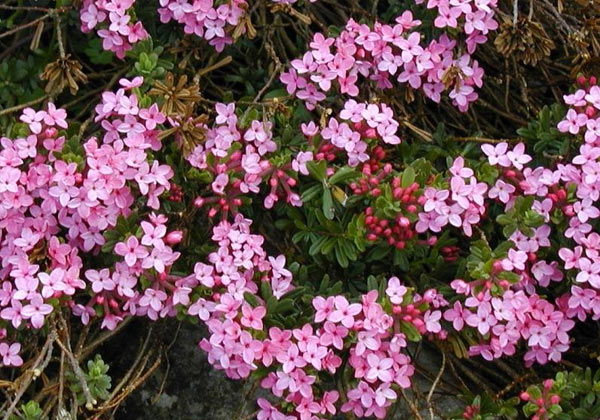 11 beautiful flowers contain deadly poisonous drama Picture 8