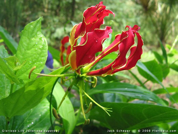 11 beautiful flowers contain deadly poisonous drama Picture 9