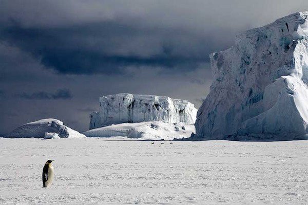 11 interesting differences between the two ends of the Earth: Arctic and Antarctica Picture 6