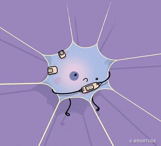 11 misconceptions about the most common human body that billions still believe Picture 6