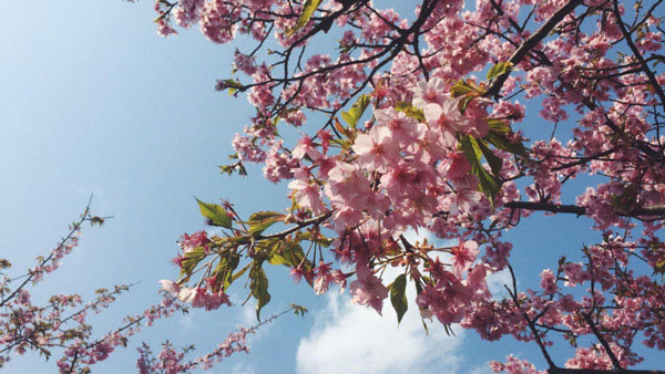 11 most brilliant cherry blossoms in Japan Picture 11