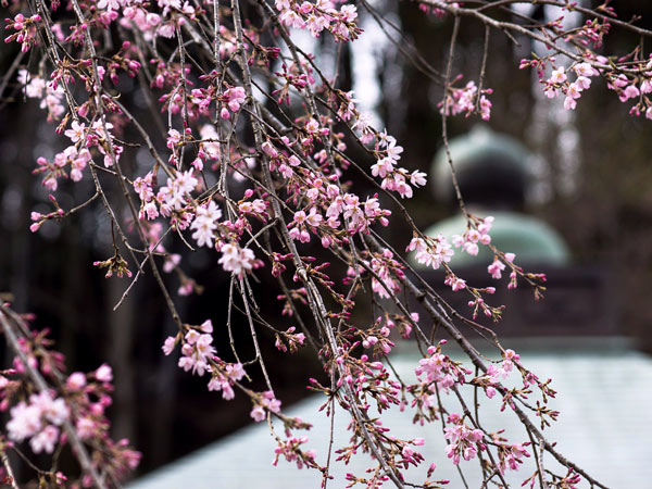 11 most brilliant cherry blossoms in Japan Picture 13