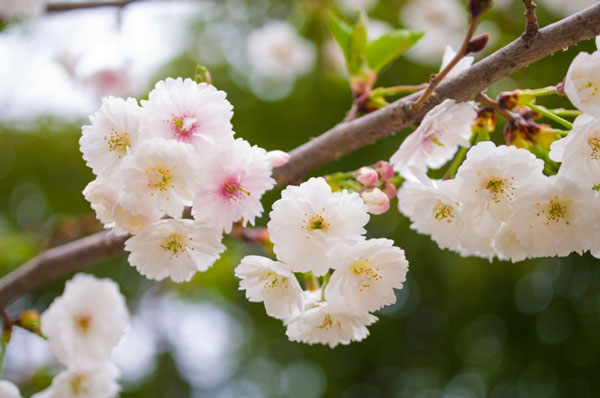 11 most brilliant cherry blossoms in Japan Picture 14