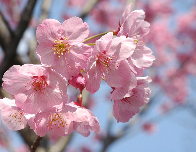 11 most brilliant cherry blossoms in Japan Picture 16