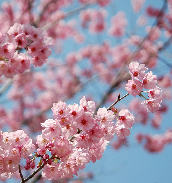 11 most brilliant cherry blossoms in Japan Picture 17