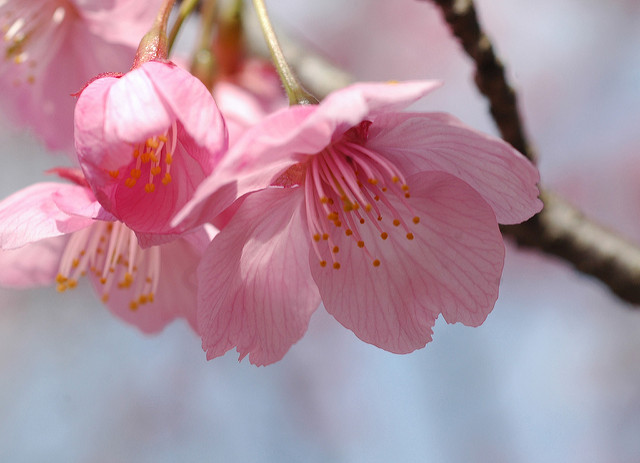 11 most brilliant cherry blossoms in Japan Picture 18