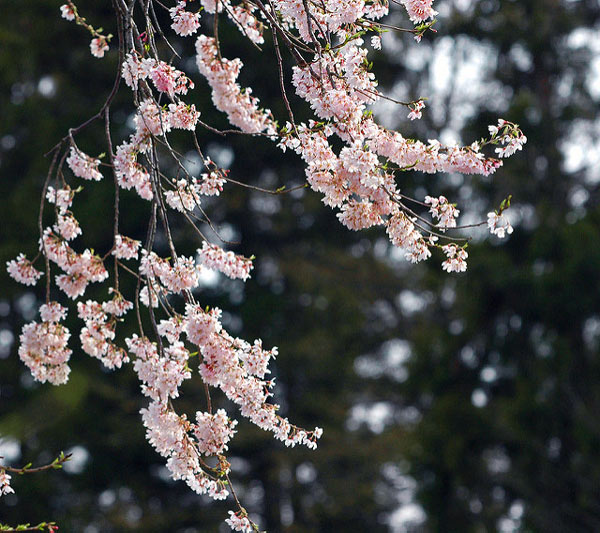 11 most brilliant cherry blossoms in Japan Picture 2