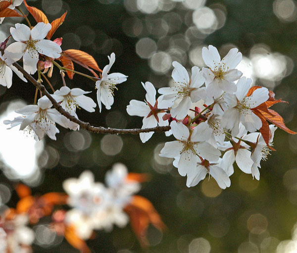 11 most brilliant cherry blossoms in Japan Picture 20