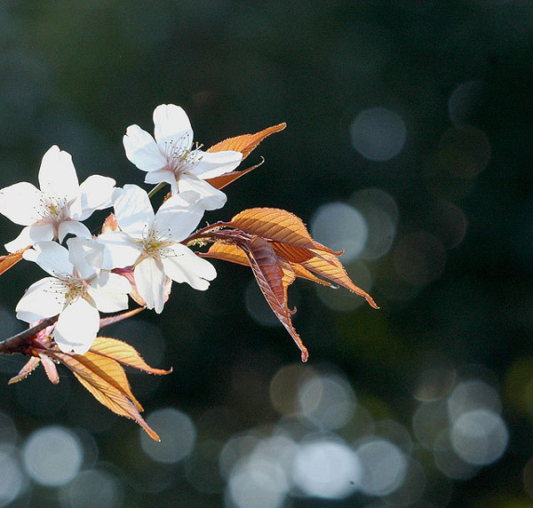 11 most brilliant cherry blossoms in Japan Picture 21
