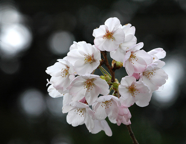 11 most brilliant cherry blossoms in Japan Picture 3