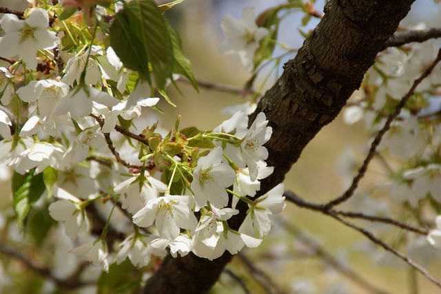 11 most brilliant cherry blossoms in Japan Picture 4