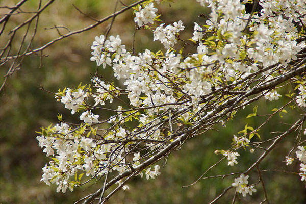 11 most brilliant cherry blossoms in Japan Picture 5