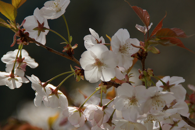 11 most brilliant cherry blossoms in Japan Picture 6