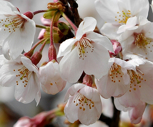 11 most brilliant cherry blossoms in Japan Picture 7