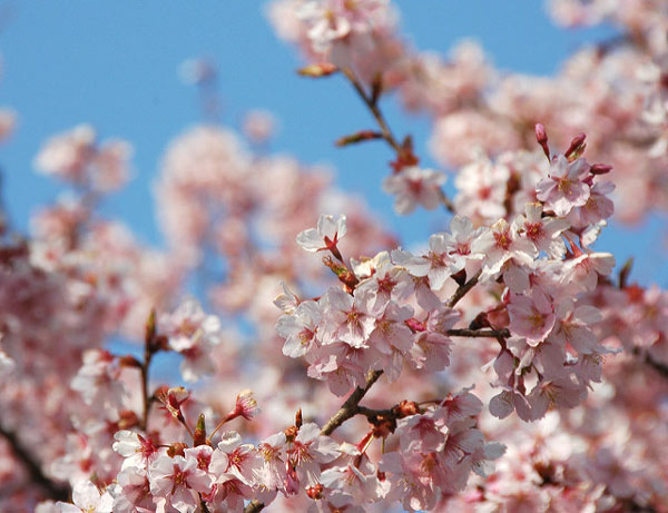 11 most brilliant cherry blossoms in Japan Picture 9