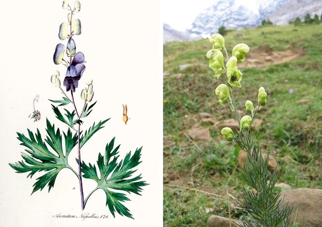 11 species of lethal poisonous plants that we should avoid Picture 10