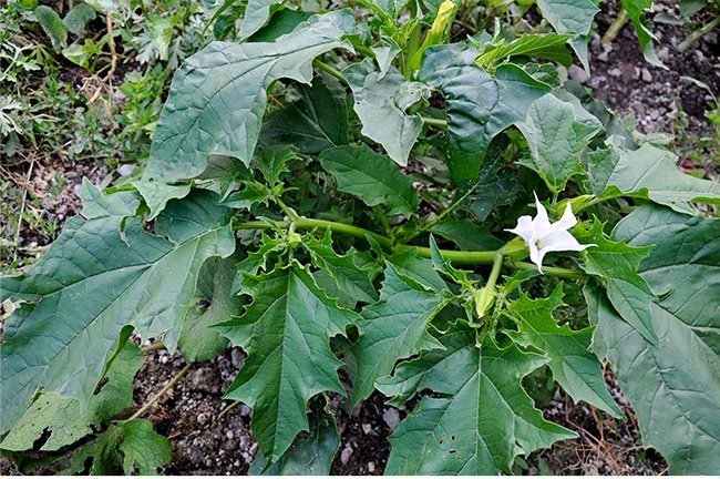 11 species of lethal poisonous plants that we should avoid Picture 11