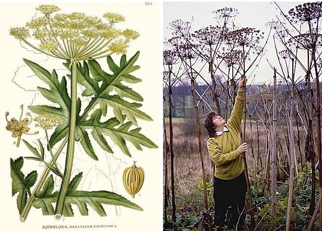 11 species of lethal poisonous plants that we should avoid Picture 14