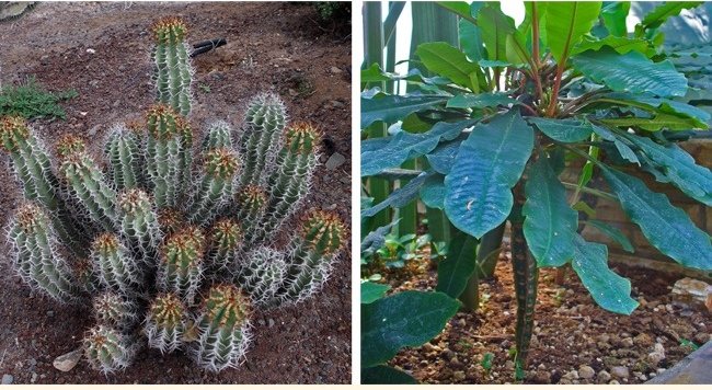 11 species of lethal poisonous plants that we should avoid Picture 16