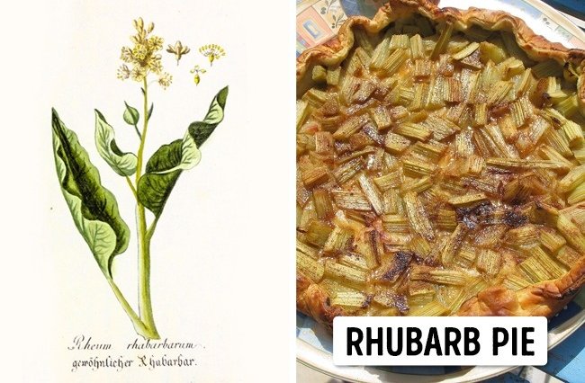 11 species of lethal poisonous plants that we should avoid Picture 18