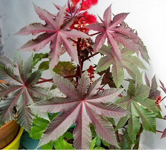 11 species of lethal poisonous plants that we should avoid Picture 21