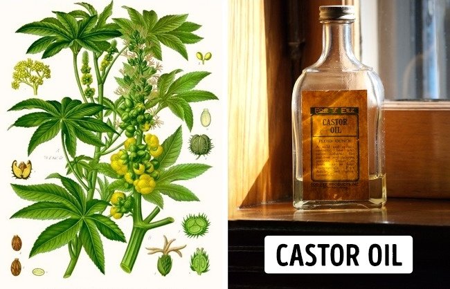 11 species of lethal poisonous plants that we should avoid Picture 22