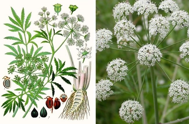 11 species of lethal poisonous plants that we should avoid Picture 4
