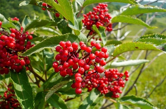 11 species of lethal poisonous plants that we should avoid Picture 5