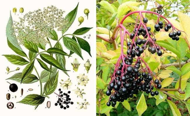 11 species of lethal poisonous plants that we should avoid Picture 6
