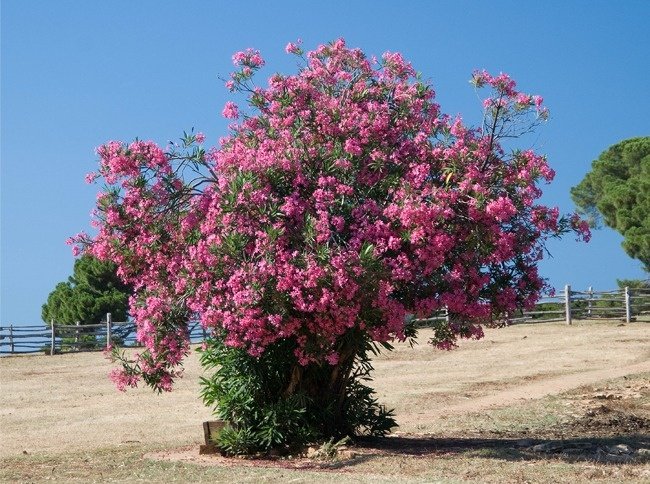 11 species of lethal poisonous plants that we should avoid Picture 7