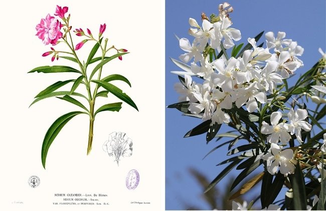 11 species of lethal poisonous plants that we should avoid Picture 8