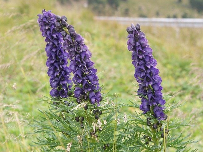 11 species of lethal poisonous plants that we should avoid Picture 9