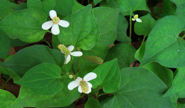 11 treatments for children to stop using antibiotics Picture 2