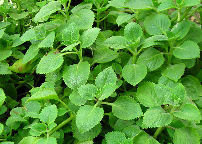 11 treatments for children to stop using antibiotics Picture 3