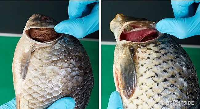 12 food quality testing tips to avoid poisoning Picture 15