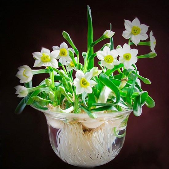 12 kinds of ornamental plants bring fortune to the house on Tet holiday Picture 12