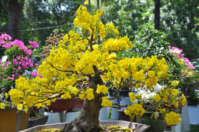 12 kinds of ornamental plants bring fortune to the house on Tet holiday Picture 2