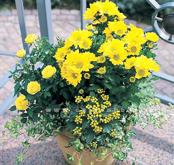 12 kinds of ornamental plants bring fortune to the house on Tet holiday Picture 5