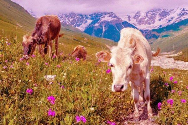 12 species of animals have the strangest vision in the natural world Picture 10