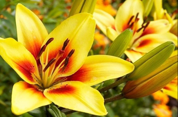 12 species of animals have the strangest vision in the natural world Picture 13