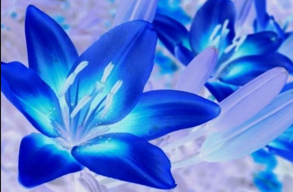 12 species of animals have the strangest vision in the natural world Picture 14