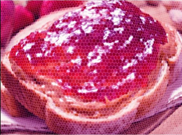 12 species of animals have the strangest vision in the natural world Picture 16