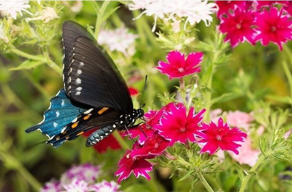 12 species of animals have the strangest vision in the natural world Picture 23